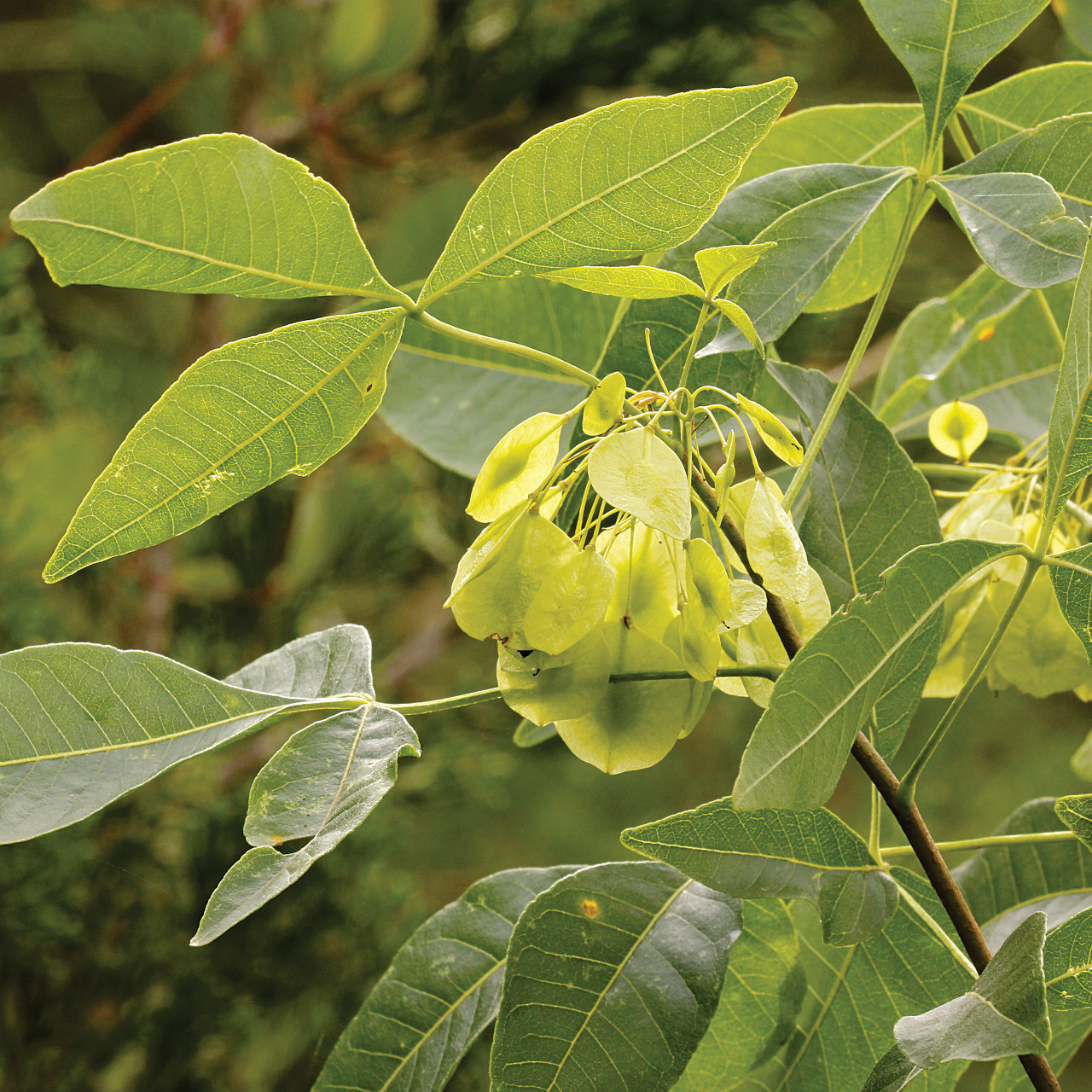 Ptelea trifoliata (Wafer Ash)